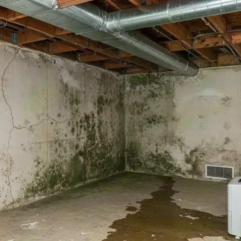 Professional Mold Removal in West Pleasant View, CO